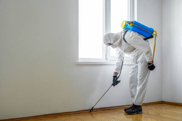 Best Flea Control Services  in North Lakeville, MA