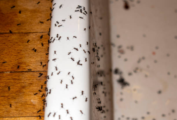 Best Pest Prevention Services  in North Lakeville, MA